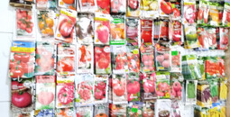 Семена томатов ( помидор )