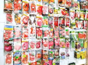 Семена томатов ( помидор )