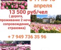 Парад ТЮЛЬПАНОВ в Ялту