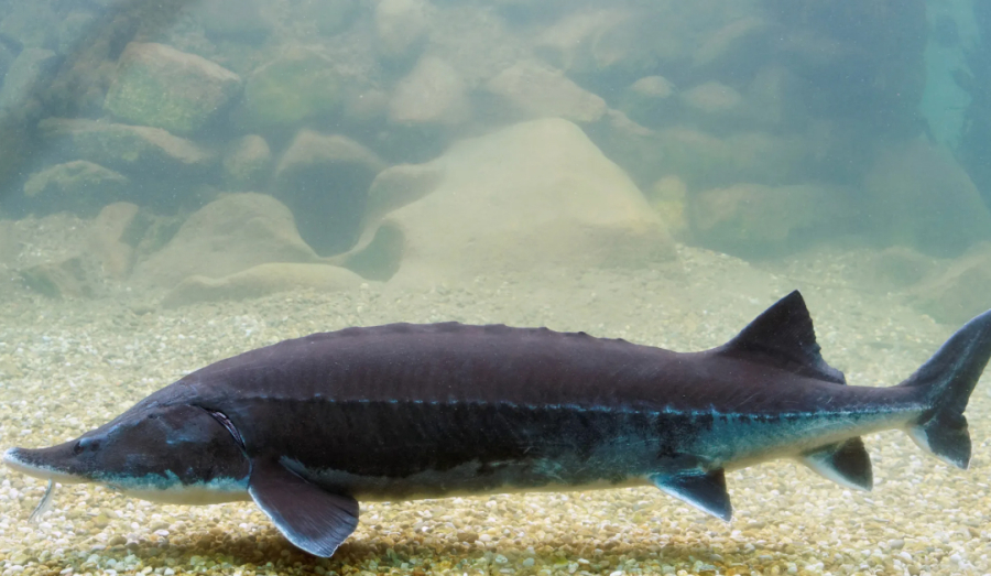 В 2026 году в Азовское море выпустят до 400 тысяч штук молодой белуги